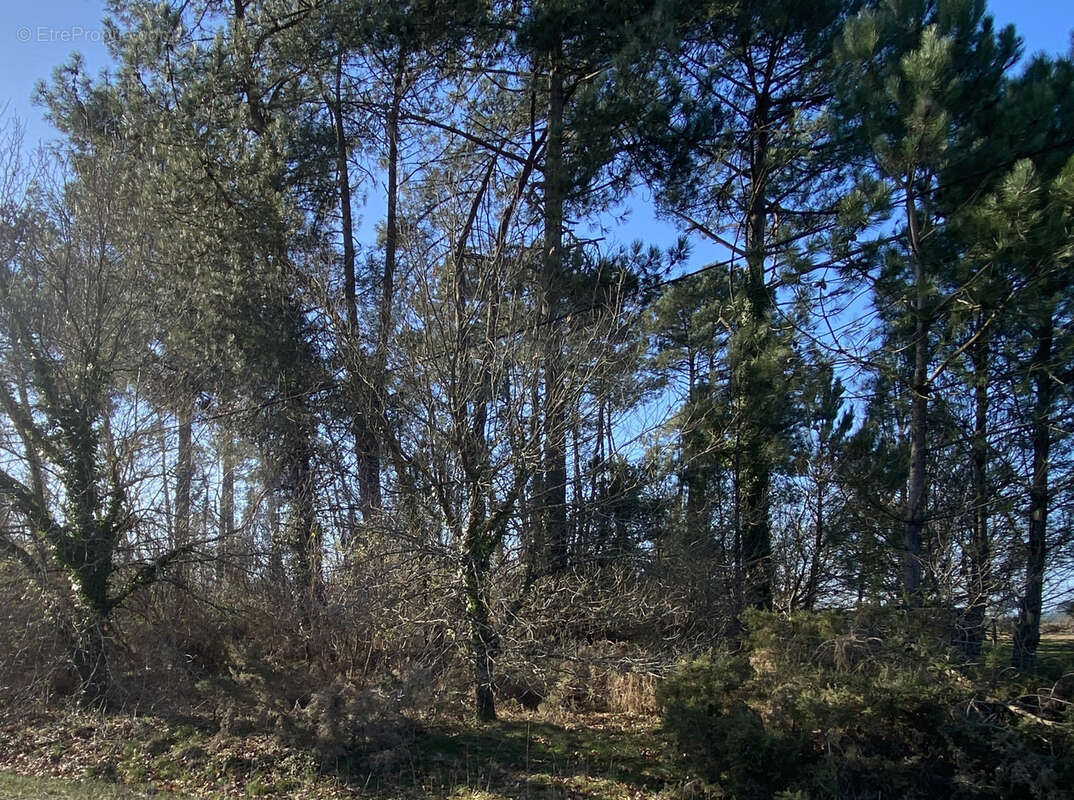 Terrain à LESPERON