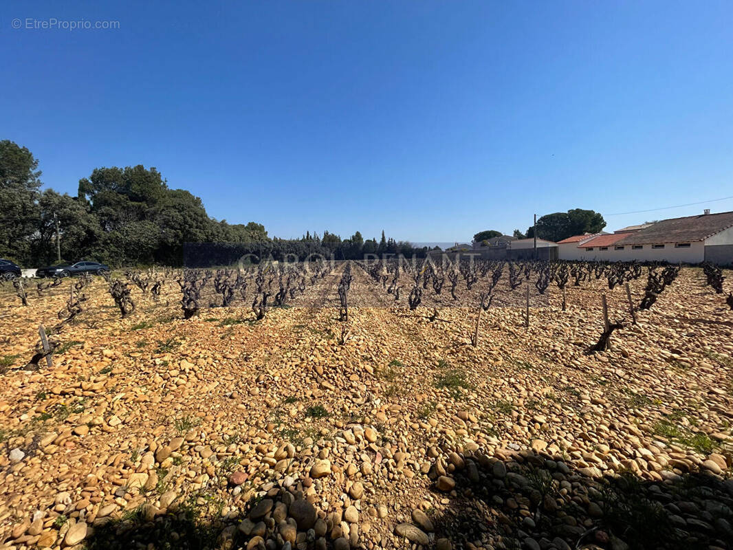 Terrain à CHATEAUNEUF-DU-PAPE