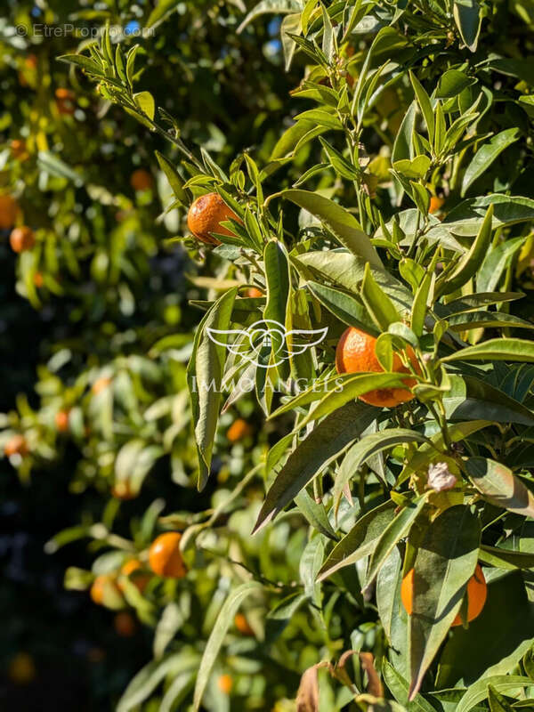 Jardin - Maison à BEZIERS