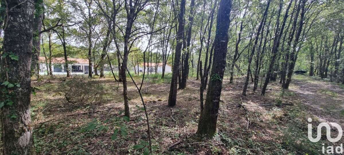 Photo 2 - Terrain à MOUSTEY