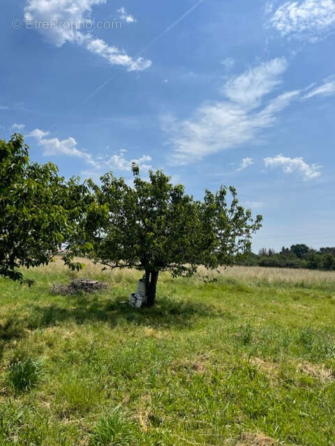 Terrain à MONTAUBAN