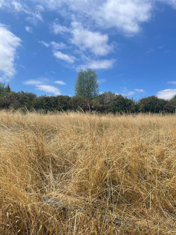 Terrain à CHALONNES-SUR-LOIRE