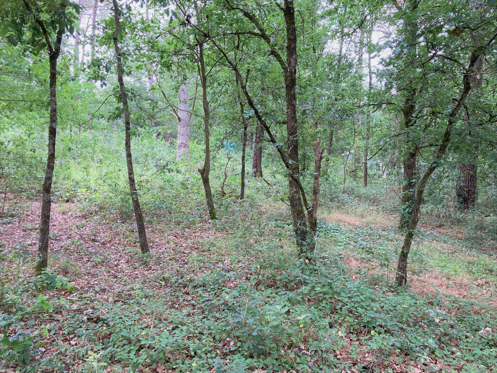 Terrain à MONTANS